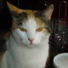 Blanding af racer Sirena