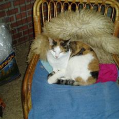 Blanding af racer Sirena