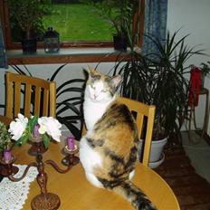 Blanding af racer Sirena