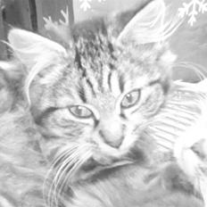 Blanding af racer - Tequila skat :)<3