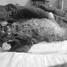 Blanding af racer - Tequila skat :)<3