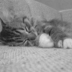 Blanding af racer - Tequila skat :)<3