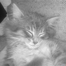 Blanding af racer - Pjuske! :)