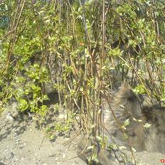 Blanding af racer - Pjuske! :)