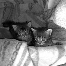 Blanding af racer KILLINGER!<3