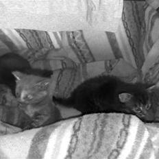 Blanding af racer KILLINGER!<3