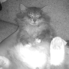 Blanding af racer - Pjuske! :)