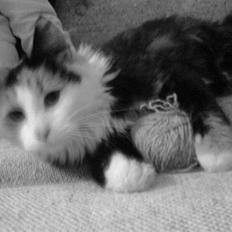 Norsk Skovkat - Lullu (død).