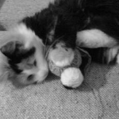 Norsk Skovkat - Lullu (død).