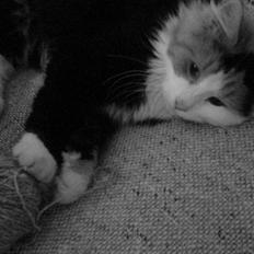 Norsk Skovkat - Lullu (død).