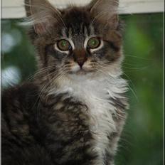 Maine Coon *!*Bjørn*!*
