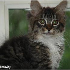 Maine Coon *!*Bjørn*!*