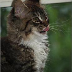 Maine Coon *!*Bjørn*!*
