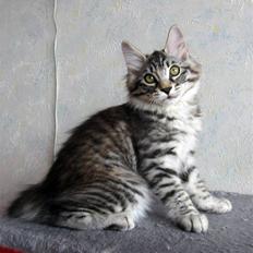 Kurilean Bobtail Chalounja Kurilkot