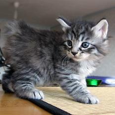 Kurilean Bobtail Chalounja Kurilkot