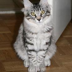 Kurilean Bobtail Chalounja Kurilkot