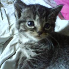 Blanding af racer Tumle(R.I.P) 08/11-2009