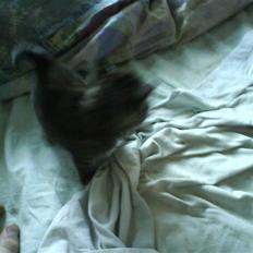 Blanding af racer Tumle(R.I.P) 08/11-2009