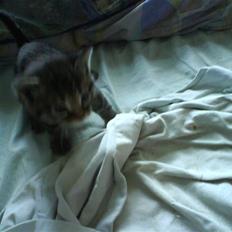 Blanding af racer Tumle(R.I.P) 08/11-2009