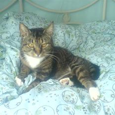 Blanding af racer Mitte *Sofie's kat*