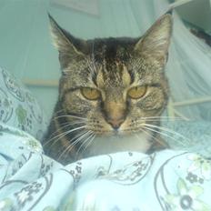 Blanding af racer Mitte *Sofie's kat*