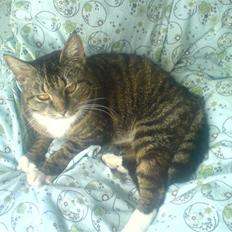 Blanding af racer Mitte *Sofie's kat*