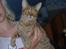Ocicat Sea Coon´s Coco (Smilla)