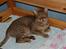 Ocicat Sea Coon´s Coco (Smilla)