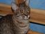 Ocicat Sea Coon´s Coco (Smilla)