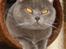 British Shorthair Chalina's Elliot