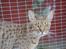 Ocicat Sea Coon´s Coco (Smilla)