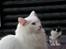 Norsk Skovkat Charla cats Toulouse,Ozzy