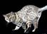 Bengal EC Leopardette´s Atlas