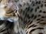 Bengal EC Leopardette´s Atlas