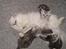 Perser Luna (¤ R.I.P ¤) - her ligger jeg med mine 3 dejlige killinger-fra sidste kuld.