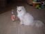 Perser Luna (¤ R.I.P ¤)