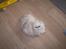 Perser Luna (¤ R.I.P ¤)