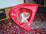 British Shorthair GODTEN  RIP 12/4-2010
