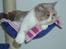 British Shorthair GODTEN  RIP 12/4-2010