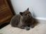 British Shorthair Felix fix