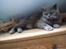 British Shorthair Felix fix