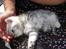 Perser Luna (¤ R.I.P ¤) - det er da en fin whiskas mis.. fra sidste kuld