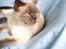 British Shorthair Fanny 