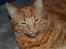 Norsk Skovkat Pelle R.I.P MY LOVE<3 - Er han ikke sød