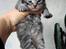 Kurilean Bobtail Chalounja Kurilkot