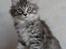 Kurilean Bobtail Chalounja Kurilkot