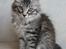 Kurilean Bobtail Chalounja Kurilkot