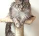 Maine Coon Ayo