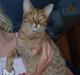 Ocicat Sea Coon´s Coco (Smilla)