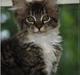 Maine Coon *!*Bjørn*!*